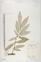 胡頹子藏品圖，第1張
