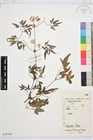 黃花鐵線蓮藏品圖，第1張