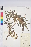 湖北大戟藏品圖，第1張