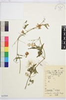 黃花鐵線蓮藏品圖，第1張