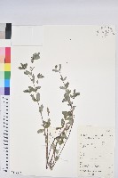 通奶草藏品圖，第1張