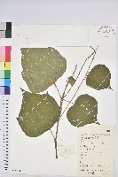 野桐藏品圖，第1張