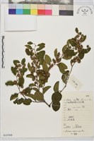 馬甲子藏品圖，第1張