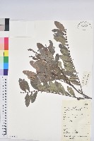 果盒子藏品圖，第1張