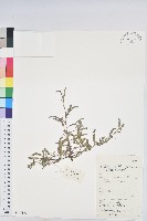 葉下珠、珠仔草藏品圖，第1張