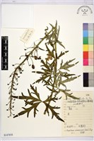 黃花烏頭藏品圖，第1張