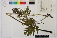 烏頭藏品圖，第1張