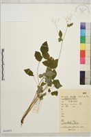 陰地唐松草藏品圖，第1張