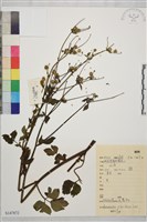 鉤柱毛茛藏品圖，第1張