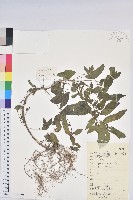 鐵莧菜藏品圖，第1張