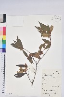 唐杜鵑、大屯杜鵑、中原氏杜鵑藏品圖，第1張