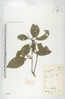 杜英、山杜英、蘭嶼杜英藏品圖，第1張