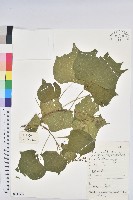 小果野桐藏品圖，第1張