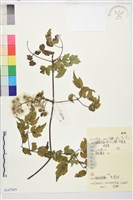 大花鐵線蓮藏品圖，第1張