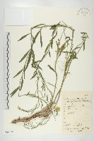 糖芥藏品圖，第1張