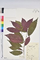 青紫木、紅背桂藏品圖，第1張