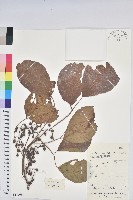 重陽木藏品圖，第1張