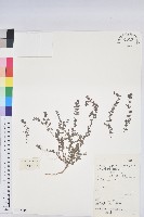 千根草藏品圖，第1張