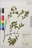登錄號:S147950藏品圖，第1張