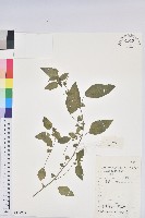 鐵莧菜藏品圖，第1張