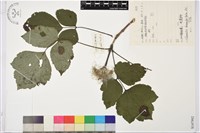 大葉鐵線蓮藏品圖，第1張