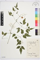 短尾鐵線蓮藏品圖，第1張