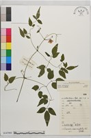 登錄號:S147995藏品圖，第2張
