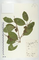 柿、柿仔、紅柿藏品圖，第1張