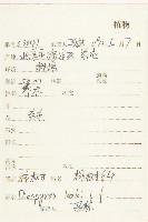 柿、柿仔、紅柿藏品圖，第2張