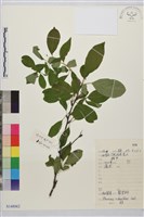 長梗鼠李藏品圖，第1張