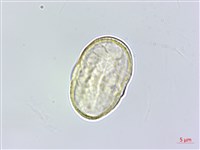 葛縷子藏品圖，第2張