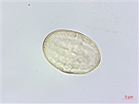 葛縷子藏品圖，第3張