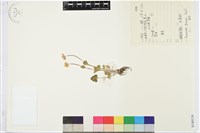 鈍裂銀蓮花藏品圖，第1張