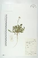 薺藏品圖，第1張