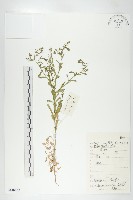 腺獨行菜藏品圖，第1張