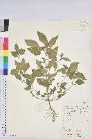 鐵莧菜藏品圖，第1張