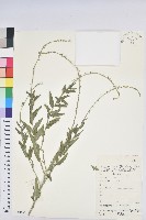 地构葉藏品圖，第1張