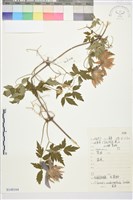 長瓣鐵線蓮藏品圖，第1張