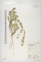 播娘蒿藏品圖，第1張