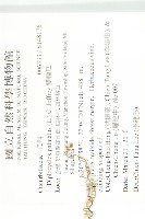 雙輪瓜藏品圖，第2張