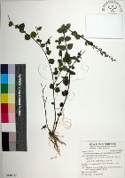 南台灣黃芩藏品圖，第1張