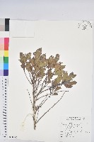 細葉饅頭果藏品圖，第1張