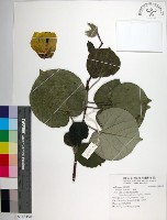 黃槿藏品圖，第1張