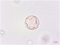 凹葉柃木、濱柃木、翠米茶藏品圖，第1張