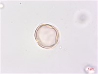 凹葉柃木、濱柃木、翠米茶藏品圖，第2張