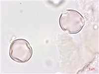 凹葉柃木、濱柃木、翠米茶藏品圖，第3張