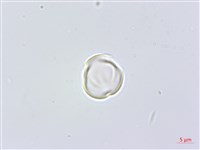 凹葉柃木、濱柃木、翠米茶藏品圖，第1張