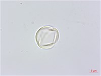 凹葉柃木、濱柃木、翠米茶藏品圖，第2張