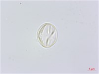 凹葉柃木、濱柃木、翠米茶藏品圖，第3張