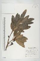 虎皮楠藏品圖，第1張